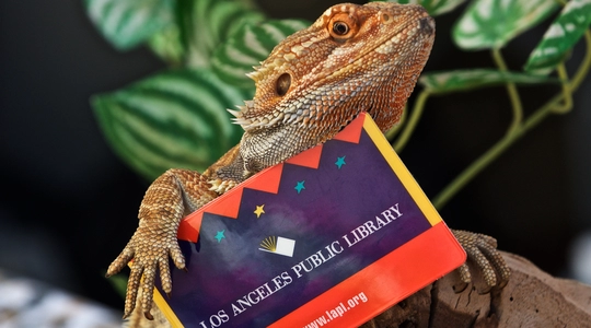 Lizard holding library card