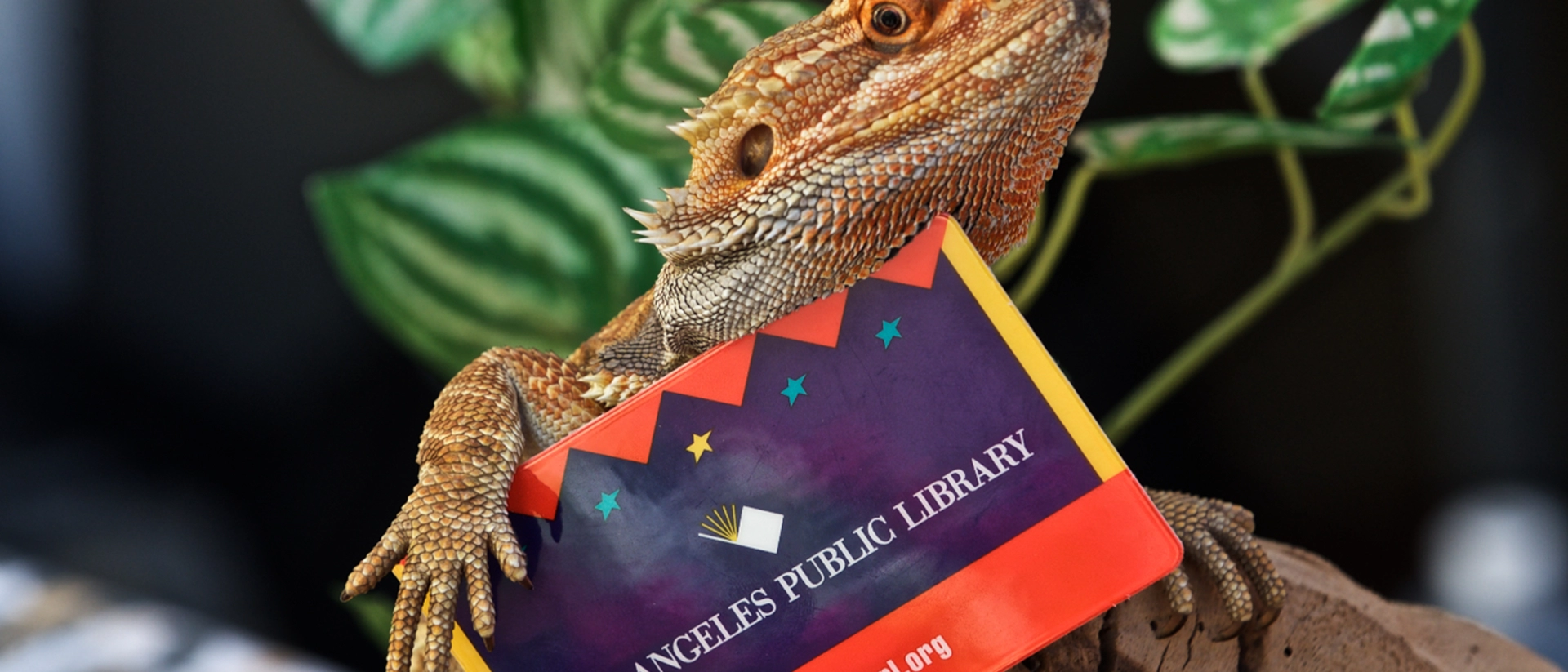Lizard holding library card